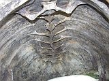 Galapagos 5-2-02 Santa Cruz Highlands Tortoise Reserve Inside a Tortoise Shell The Giant Tortoise Reserve on Santa Cruz had a tortoise shell so we could see what they look like on the inside.